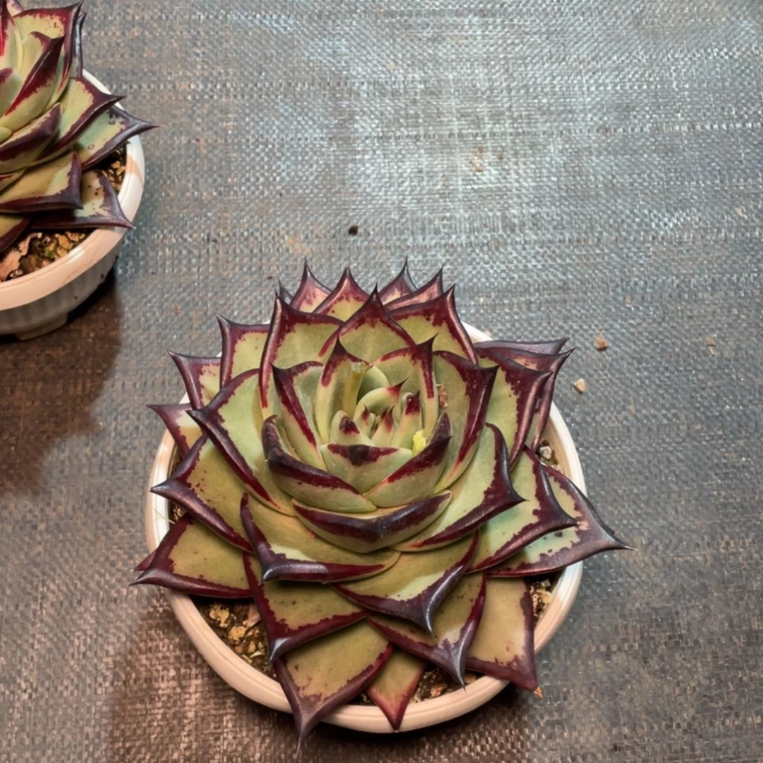 飞*@多肉植物，山人园艺