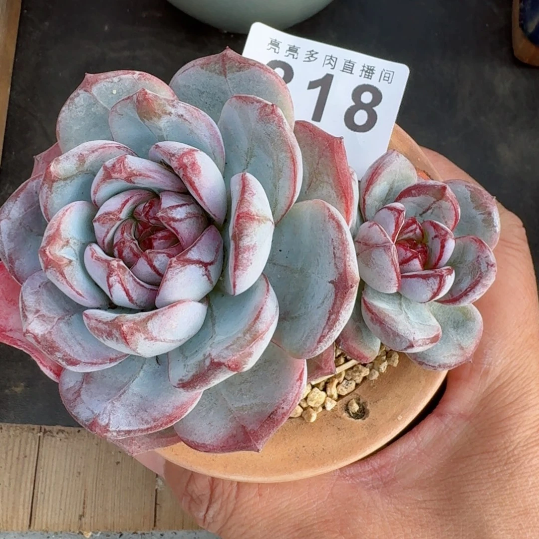 红桃          摇身一变高富帅，一夜暴富动作快