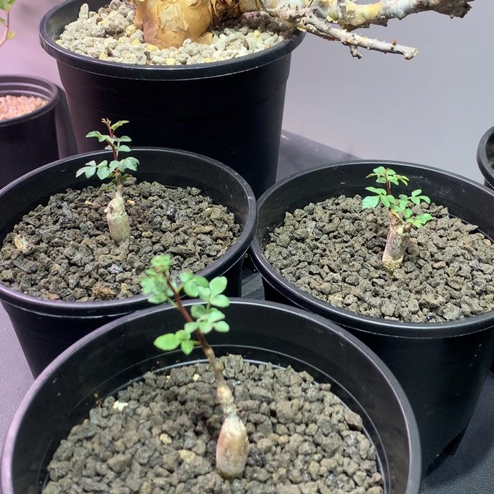 念珠橄榄实生折后3颗任挑一颗