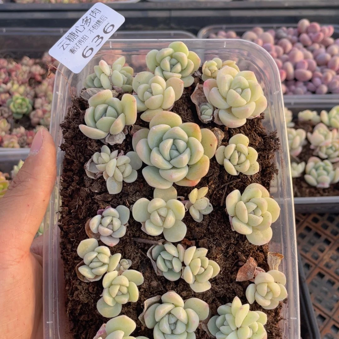 云糖心多肉植物636