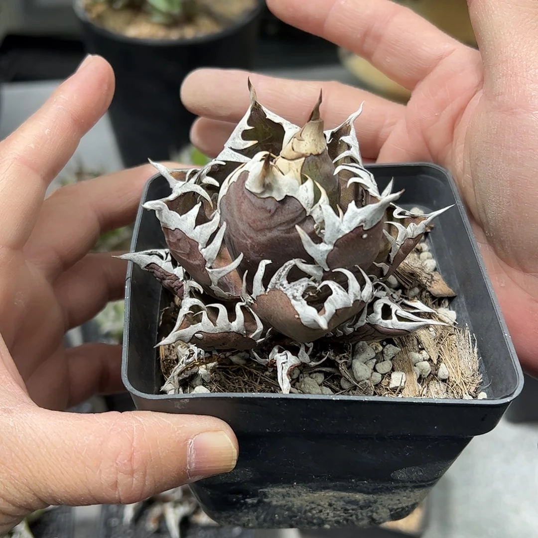 肥***6红猫仁王冠6688888