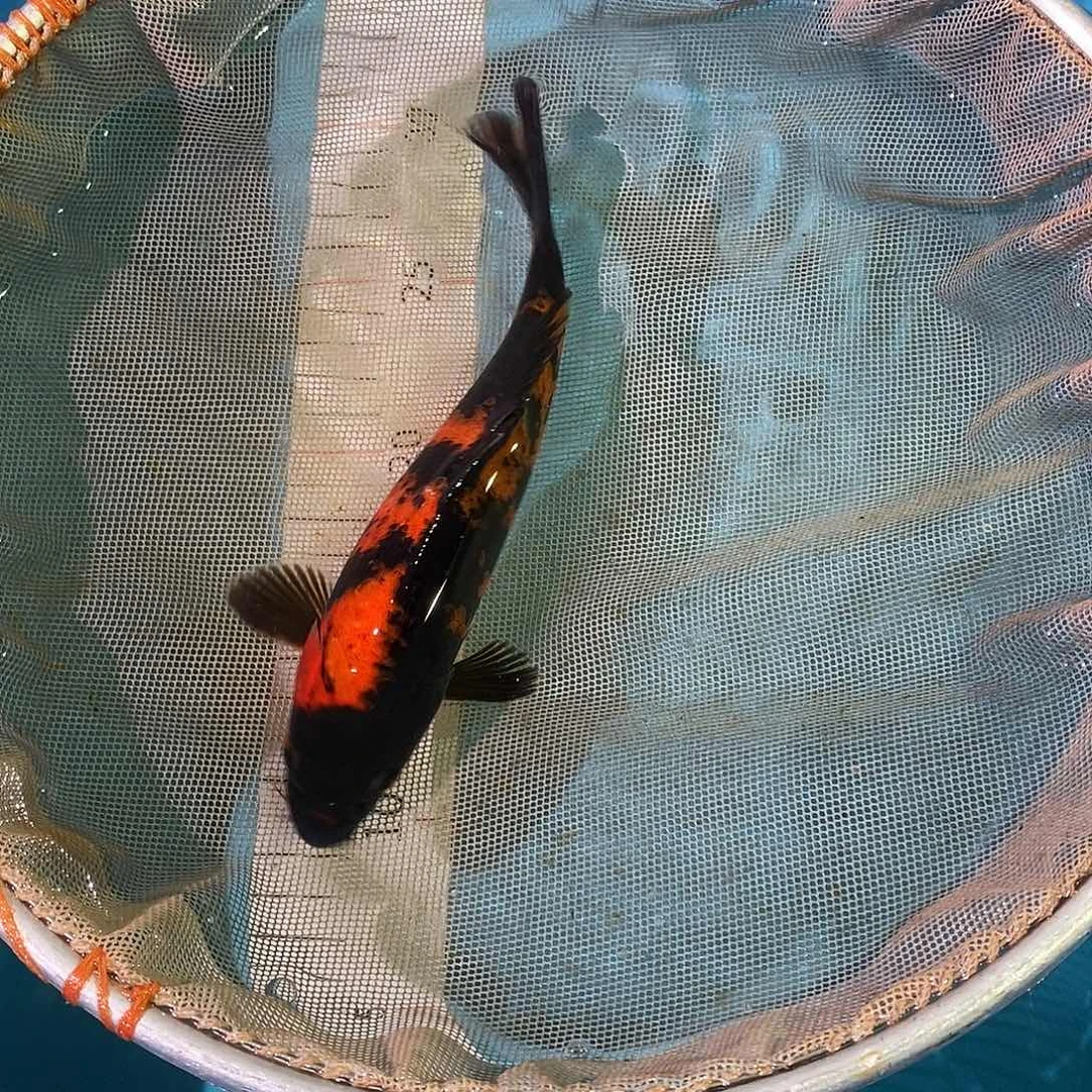 锦鲤红白大正三色包邮包损