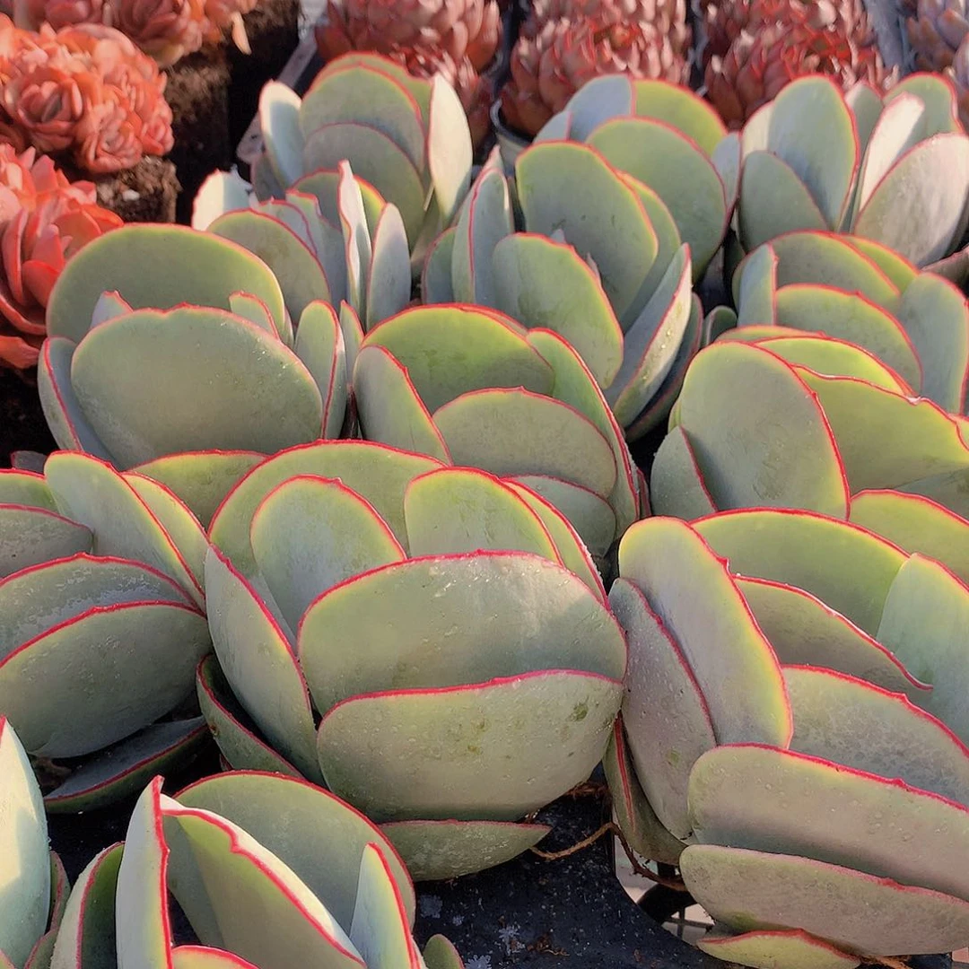 大号白眉3567889900000