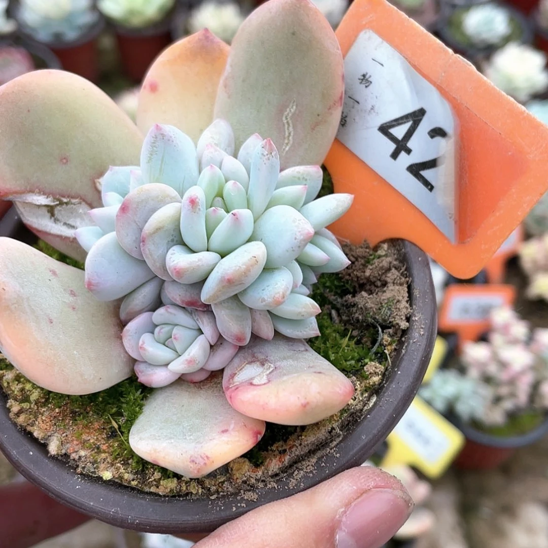 【闪购商品】42号的