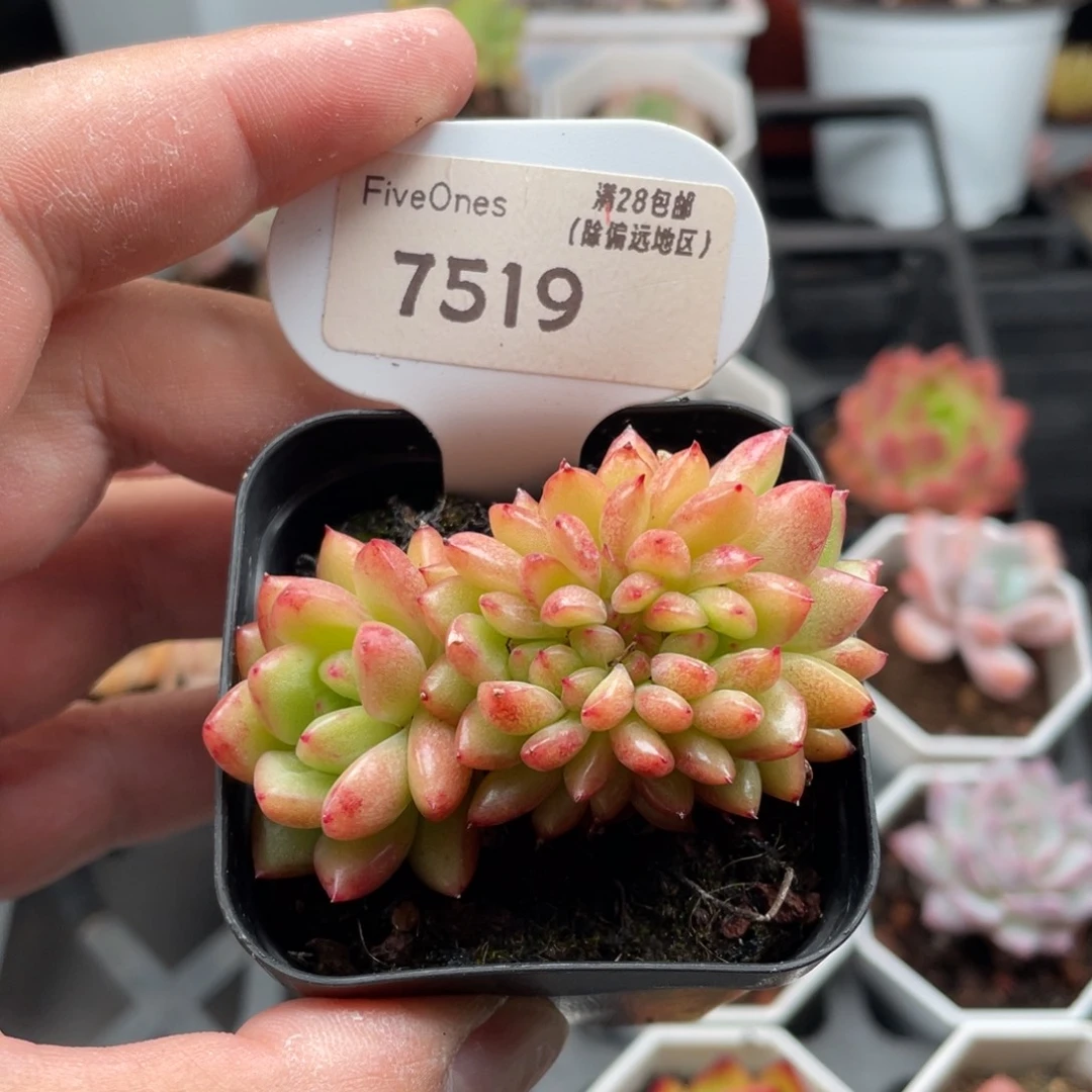 红国王缀7519-6厘米