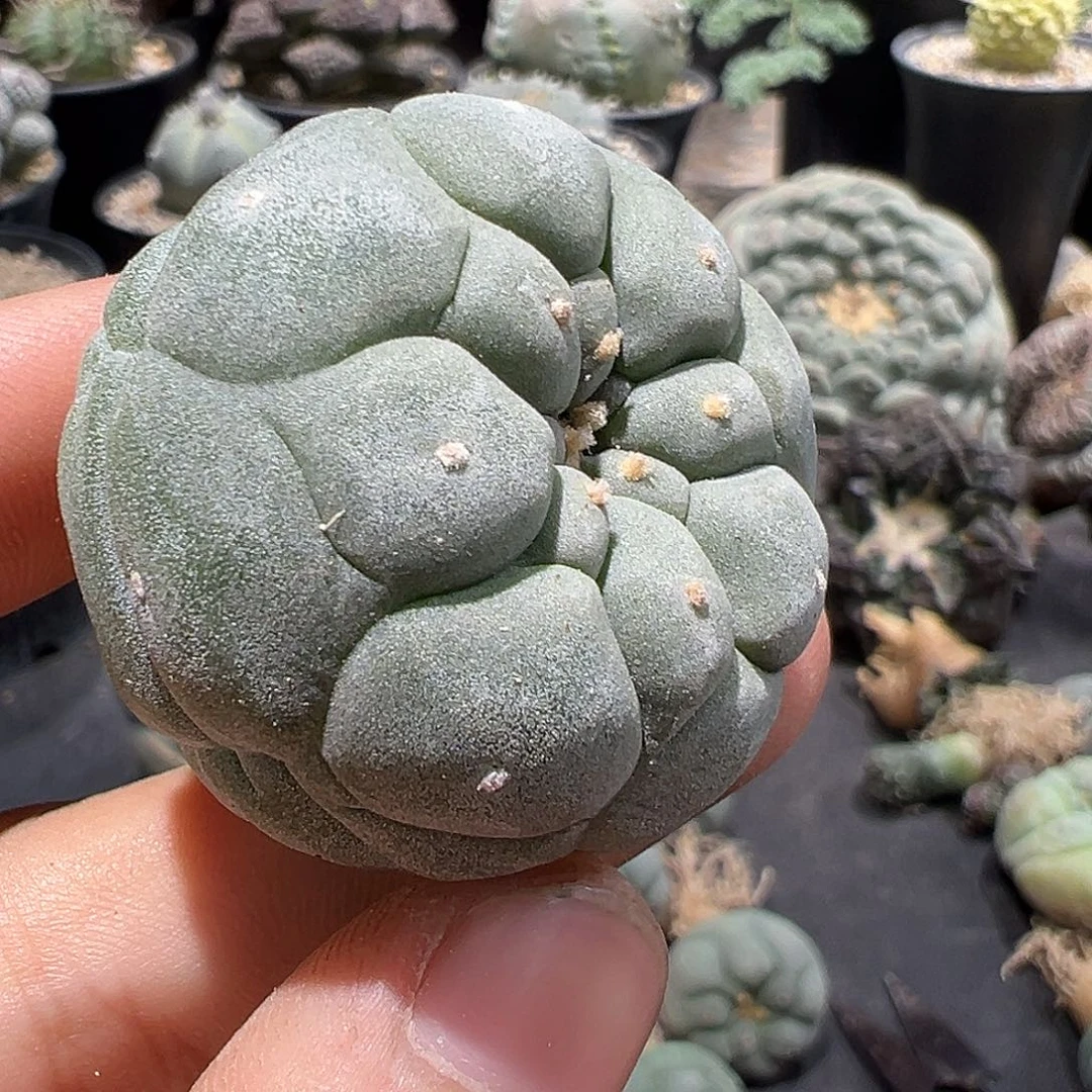 实生佛头格子银