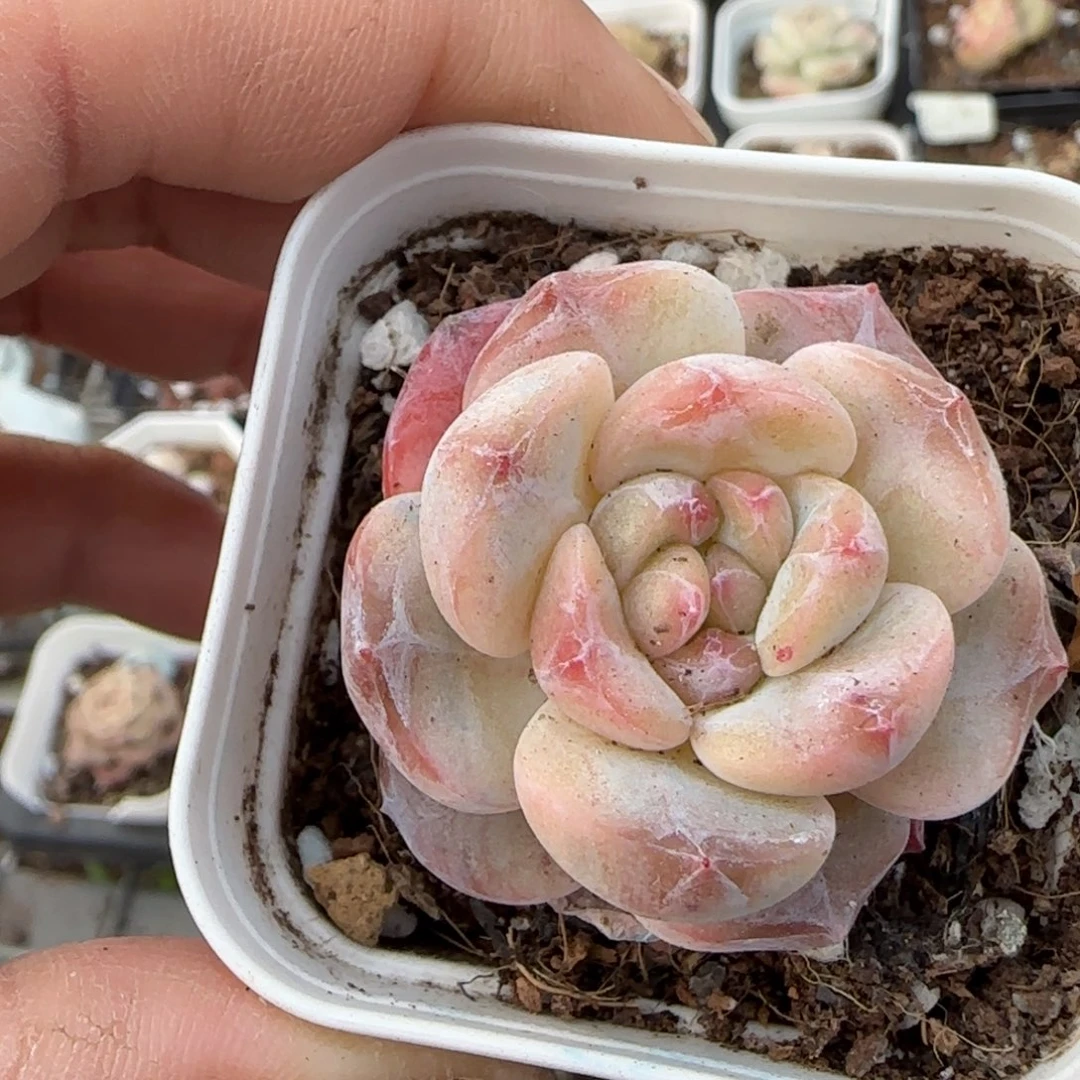 多肉小卡拉米糖心一物一拍