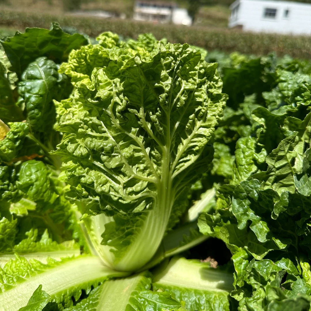 现砍现发贵州高山露天大白菜麻叶菜自然生长青口白白菜新鲜蔬菜