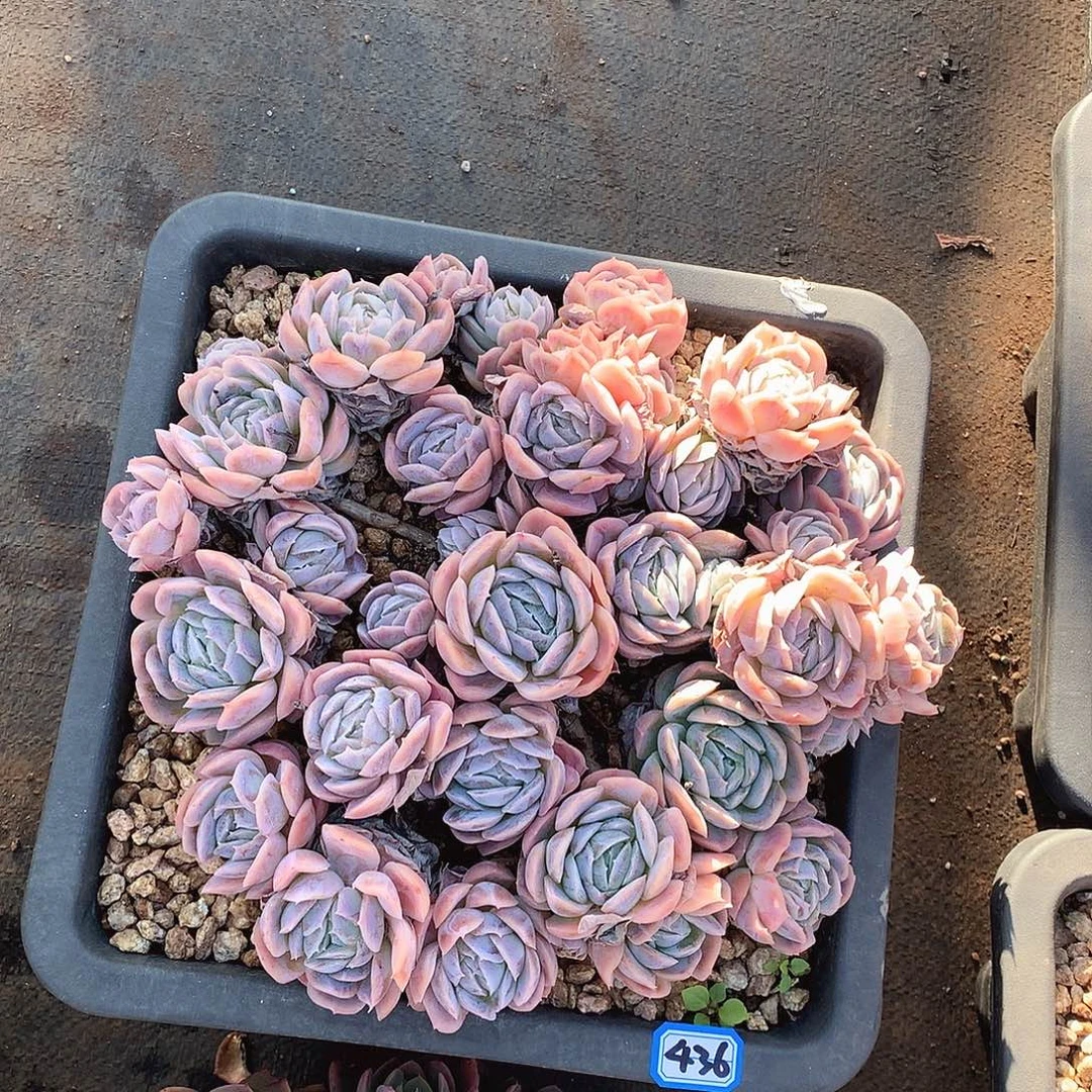 436西娜一物一拍多肉