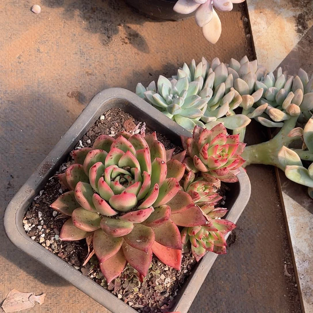 376东云一物一拍多肉