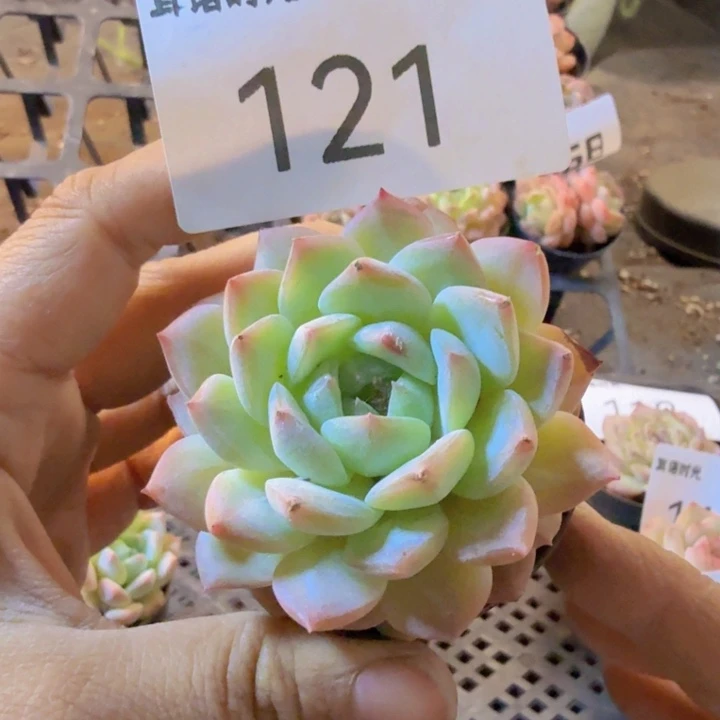121.qqqqqqqqqqqqq