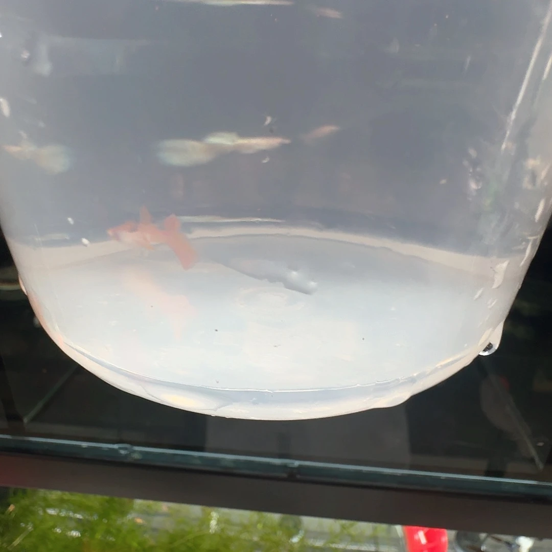 孔雀鱼永*金粉2公