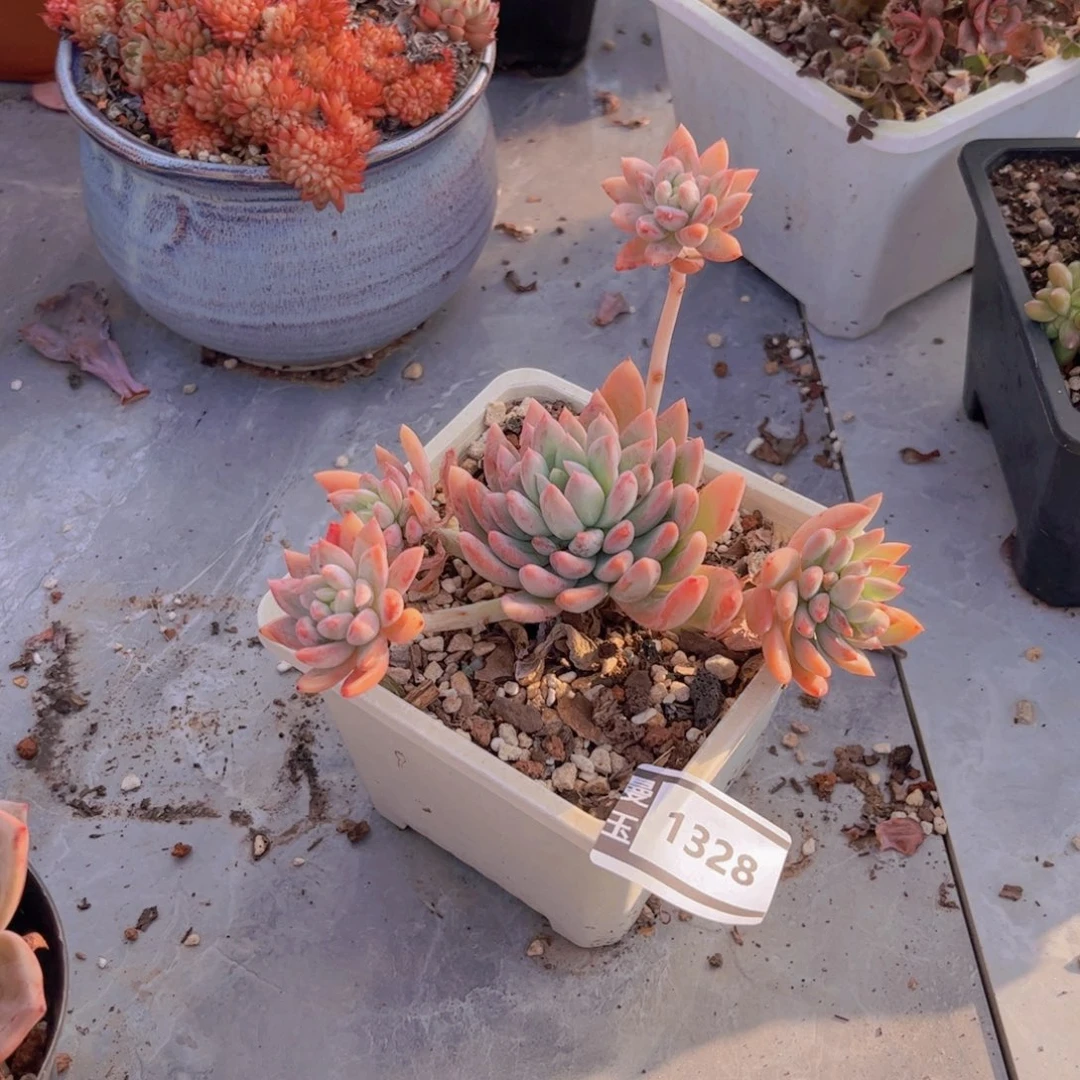 冰心公主杂多肉植物1328