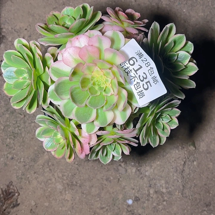 6135海鲜多肉植物