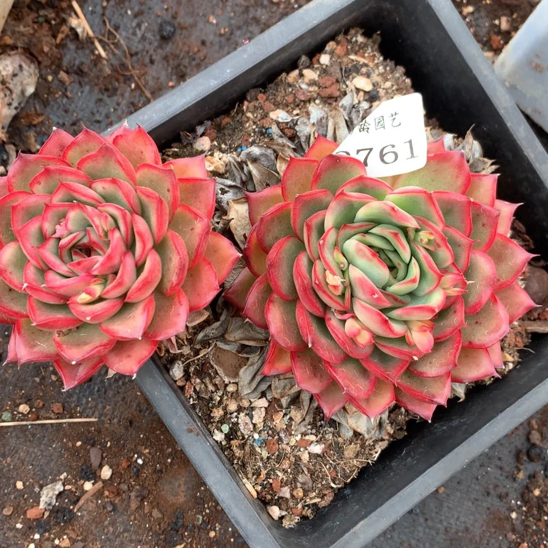 张*然2761不包掉头杂交多肉