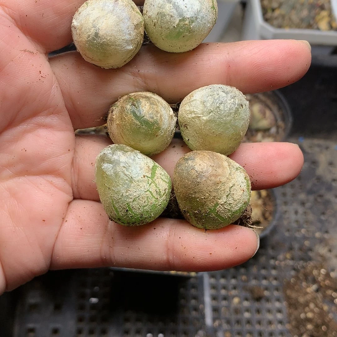 T334多肉植物保护
