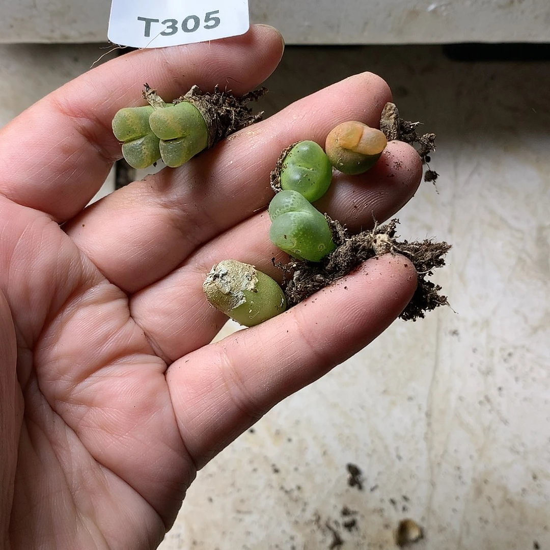 肖*T305多肉植物保护