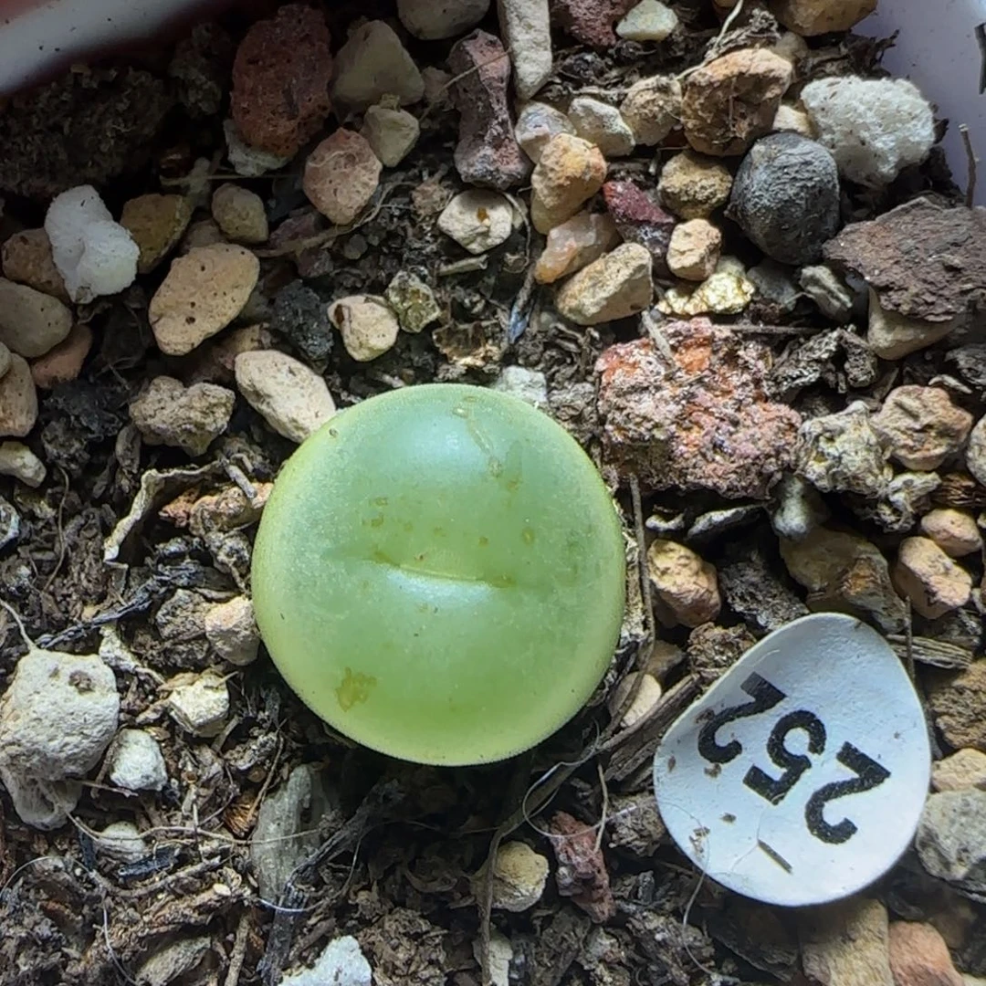 拉登1.2+多肉植物252