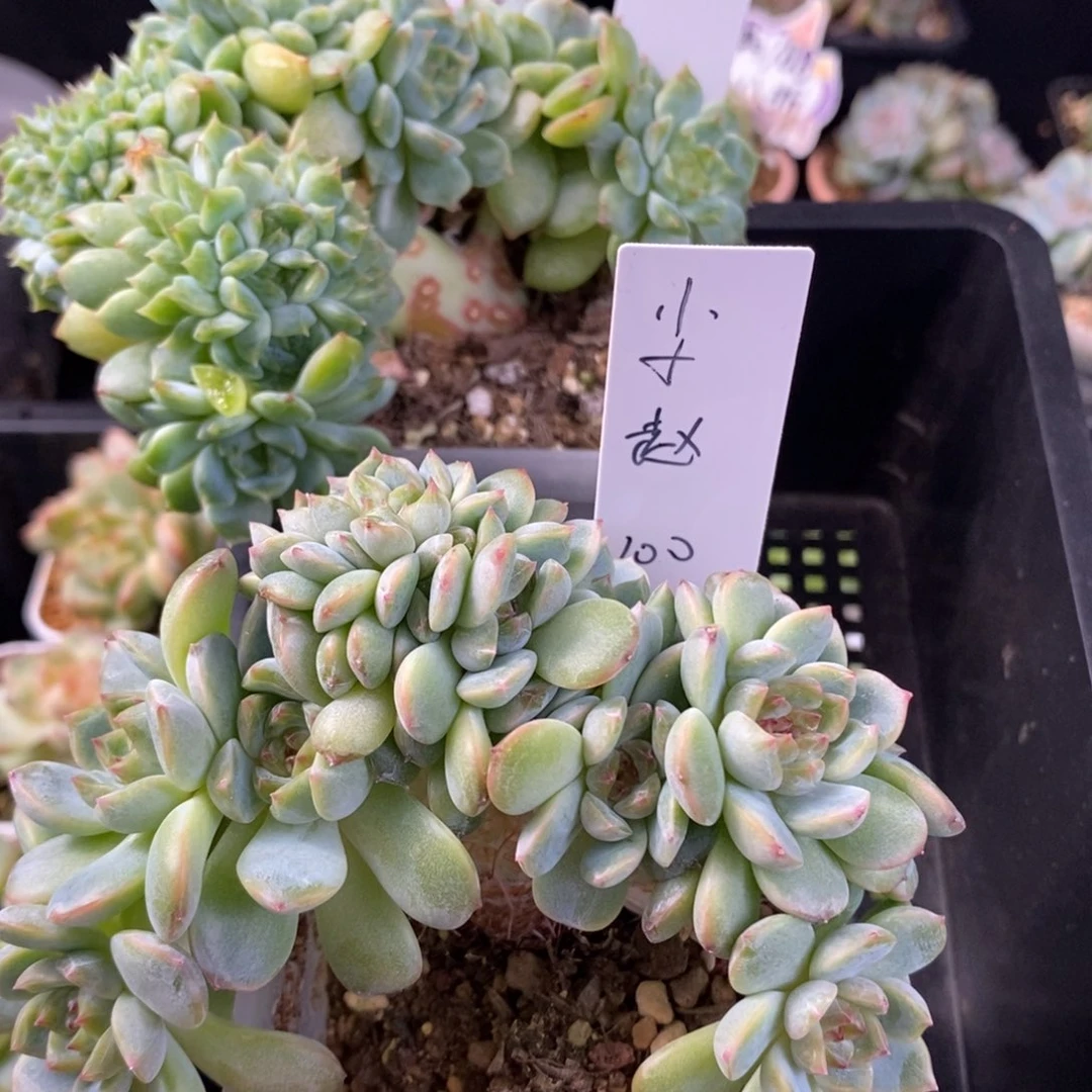 ****吖小赵两颗一组福利