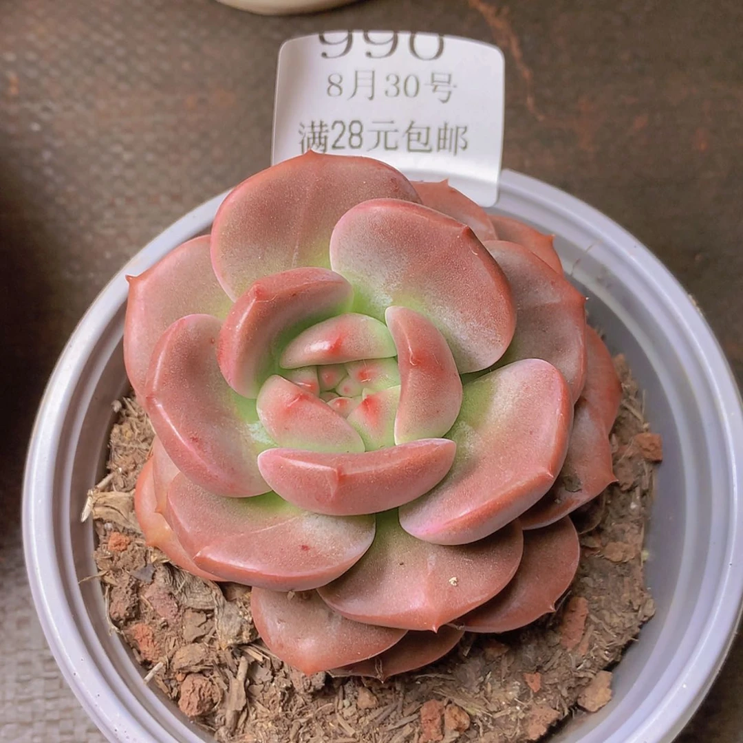 【闪购商品】云990Q橙9厘米