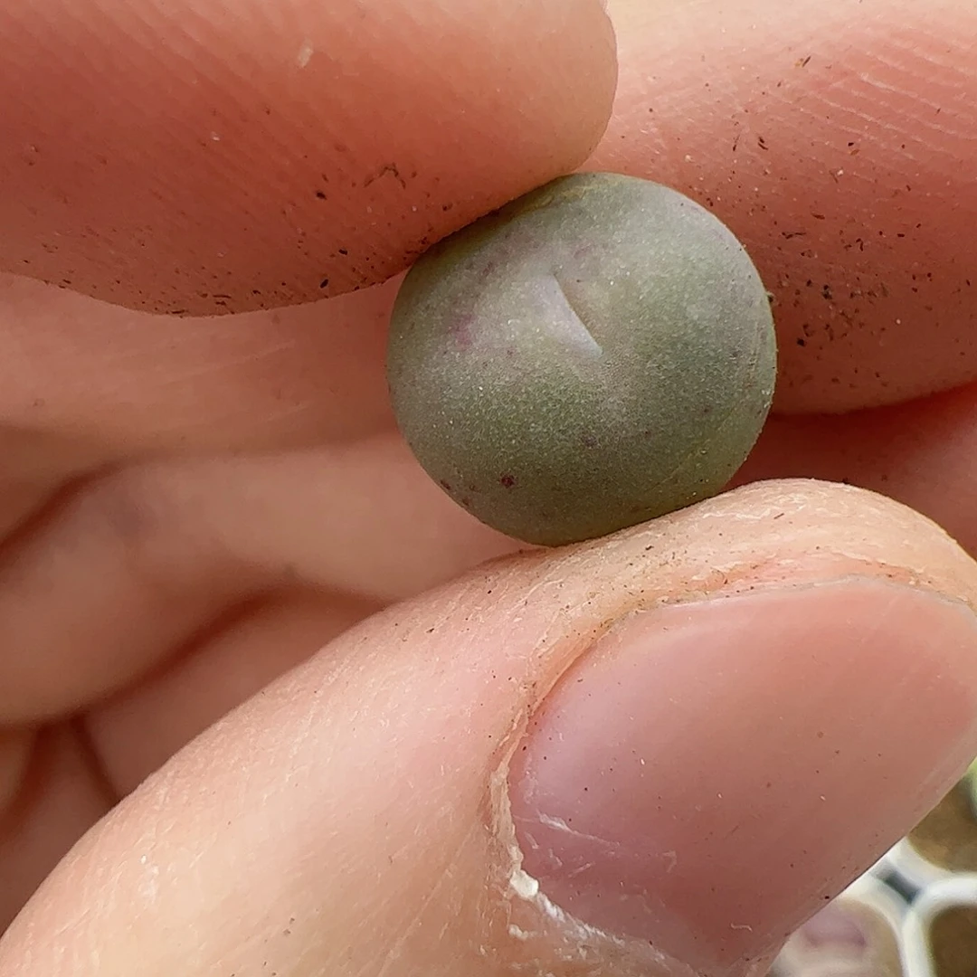 【闪购商品】195 秒