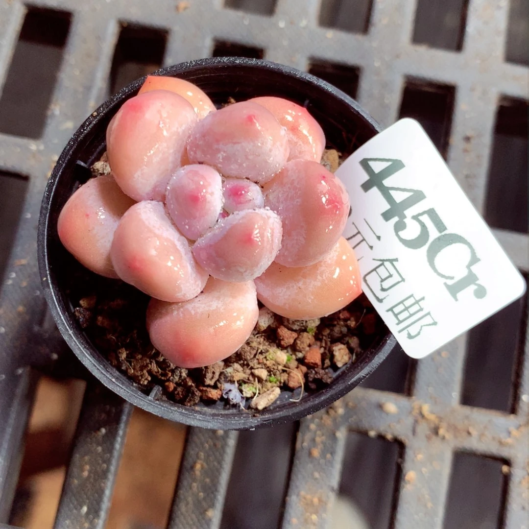 5厘米盆精控多肉445