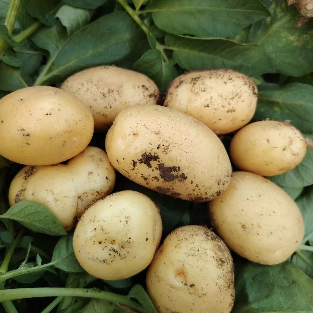 黄心土豆河南沙地种植马铃薯新鲜现挖洋芋地蛋5斤9斤