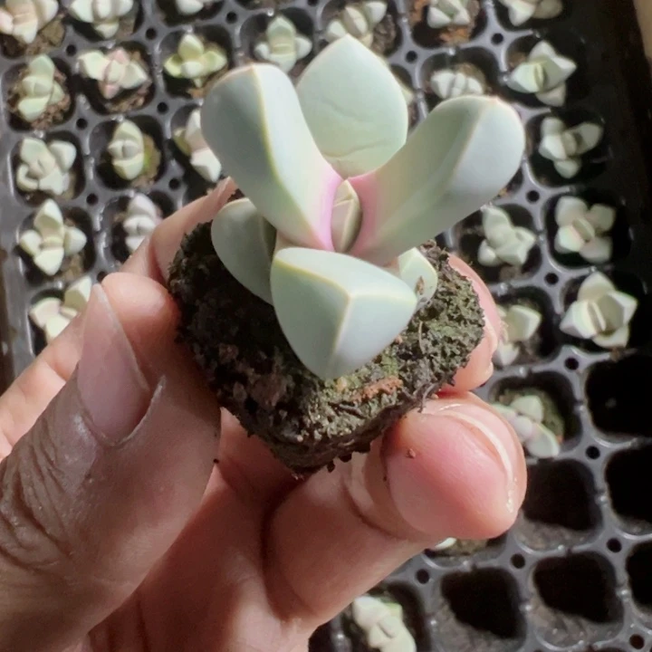 魔玉精品多肉植物大战