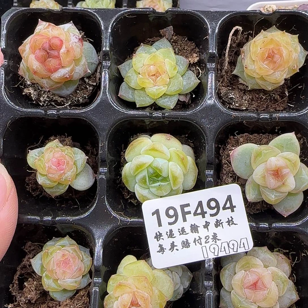 494九棵优选【满29包邮非偏远】