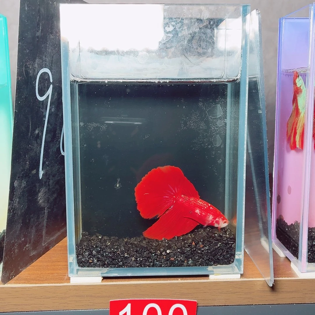 斗鱼红金半月公鱼