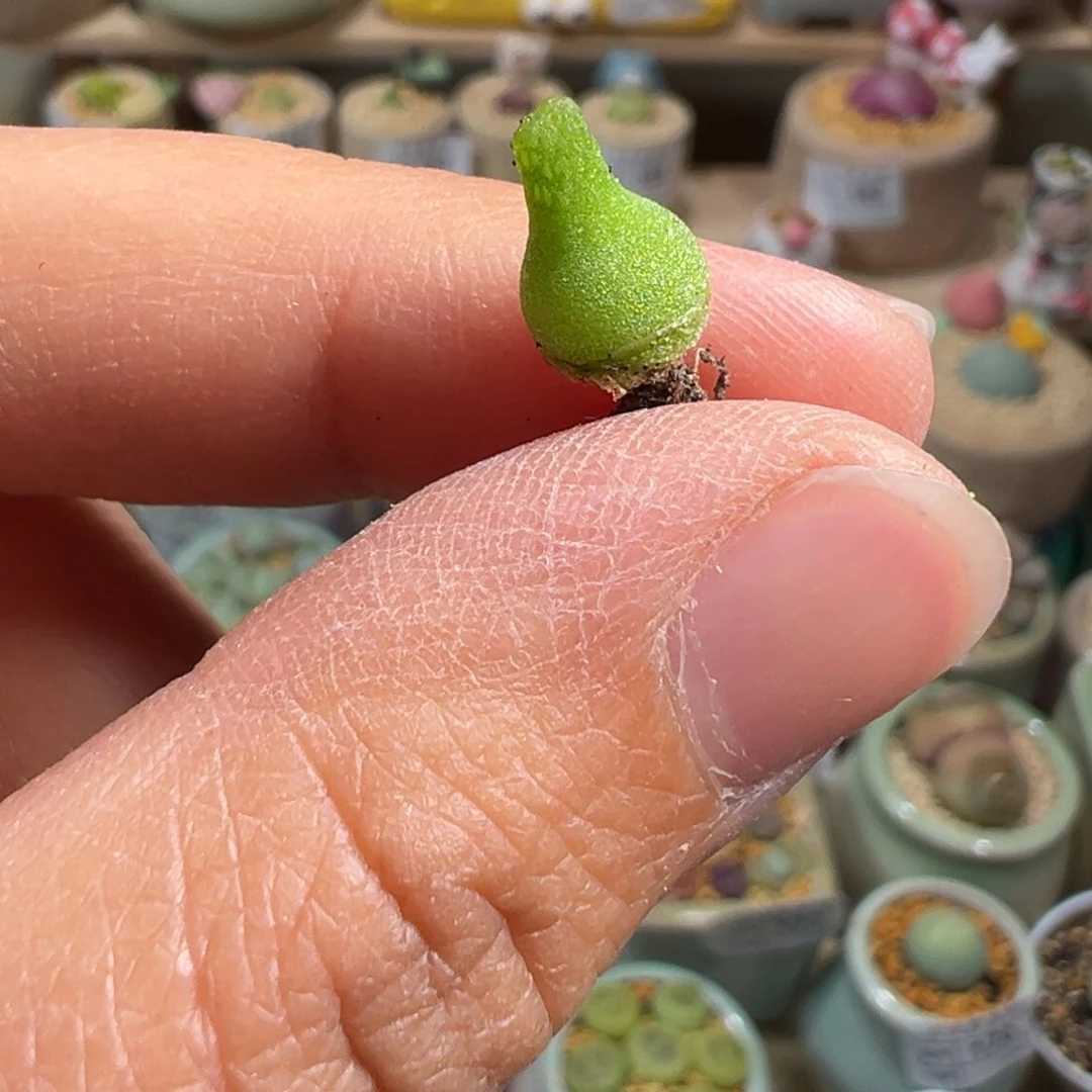 多肉植物194号小葫芦