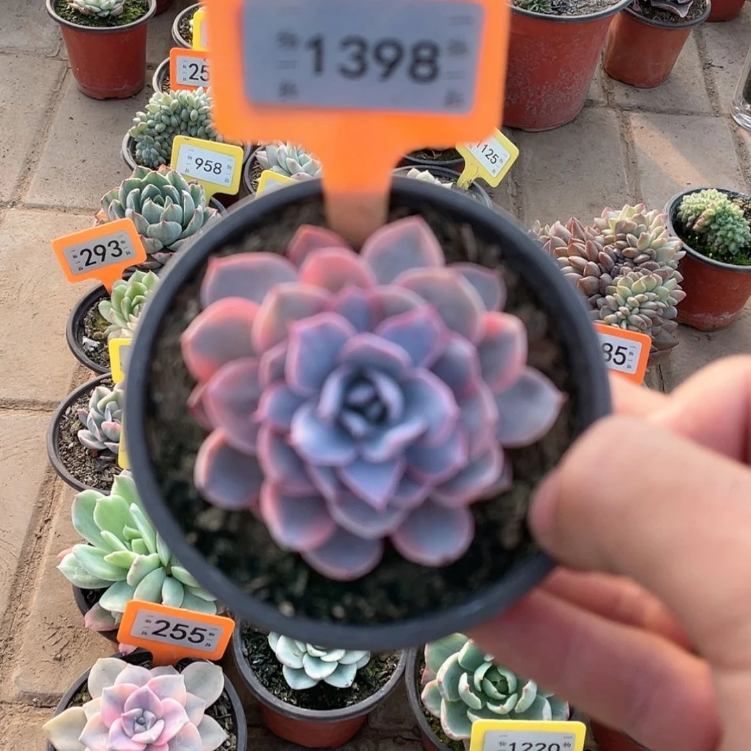 【闪购商品】1398号