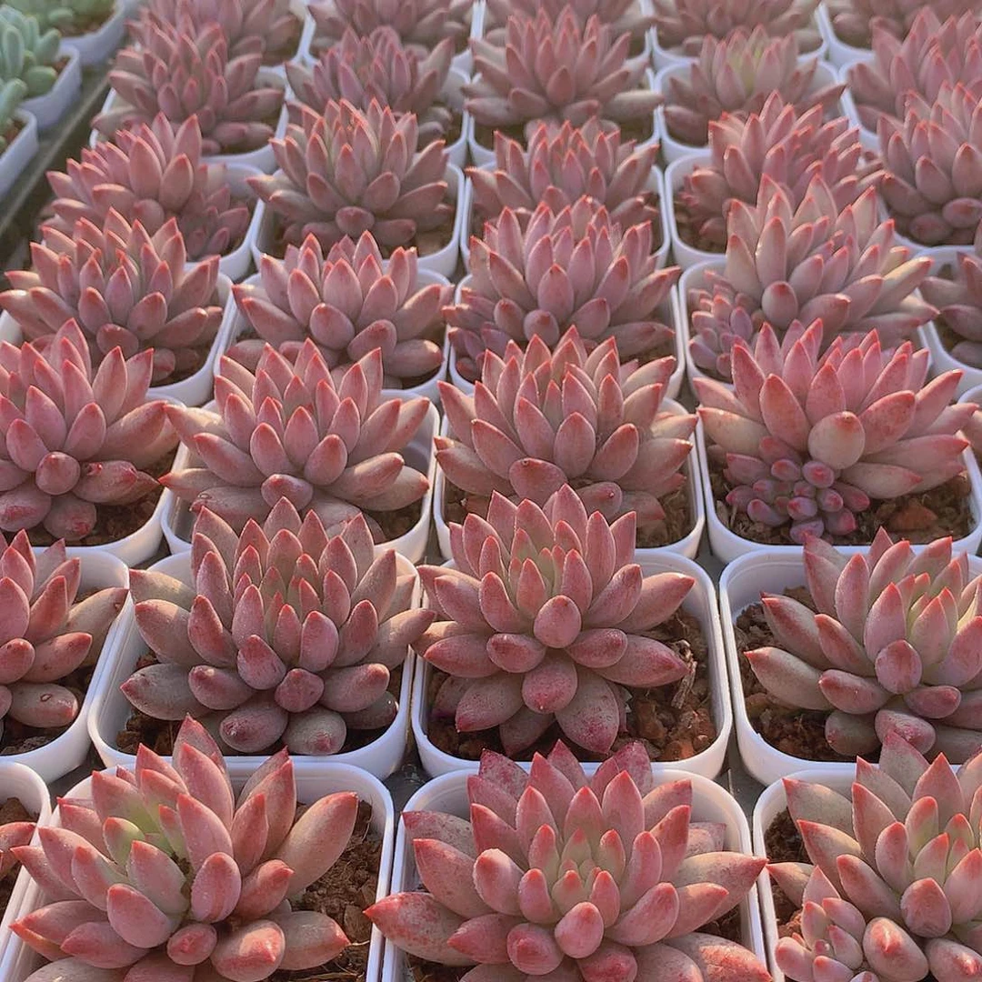 红体虞美人44744455555544774