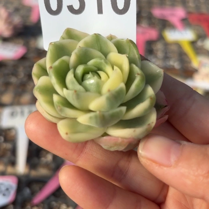 满18包邮当场凑单