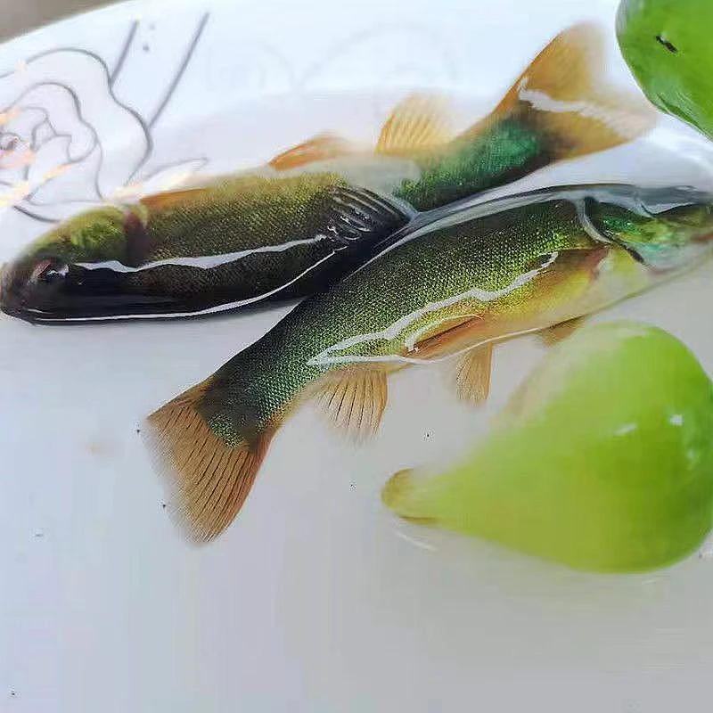 现捞现发 四川丁桂鱼 观赏水族 淡水饲养