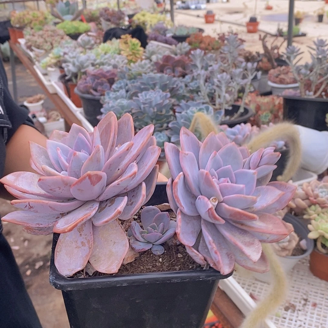 红茶大双头起发老桩