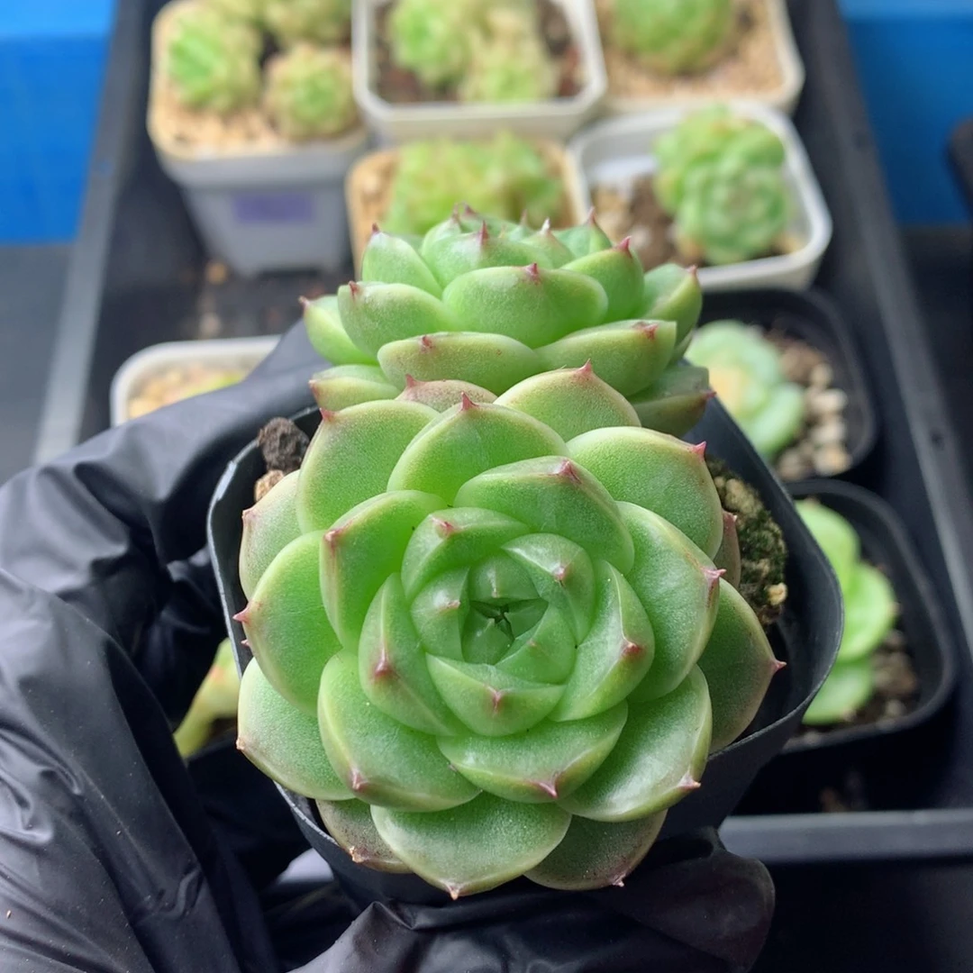 58包邮  群生不包整 5