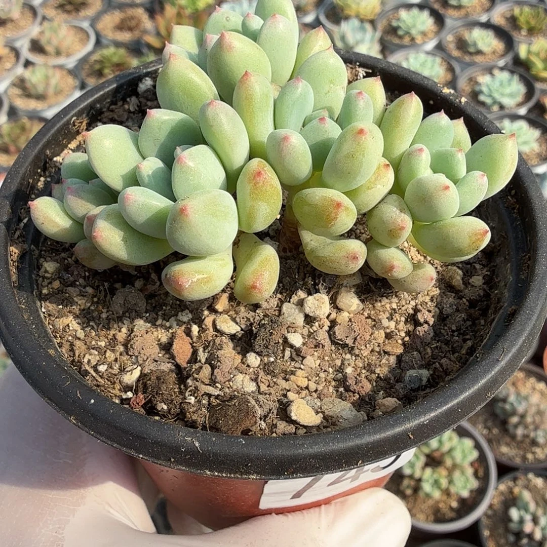 745七公分无砍草莓奶包邮
