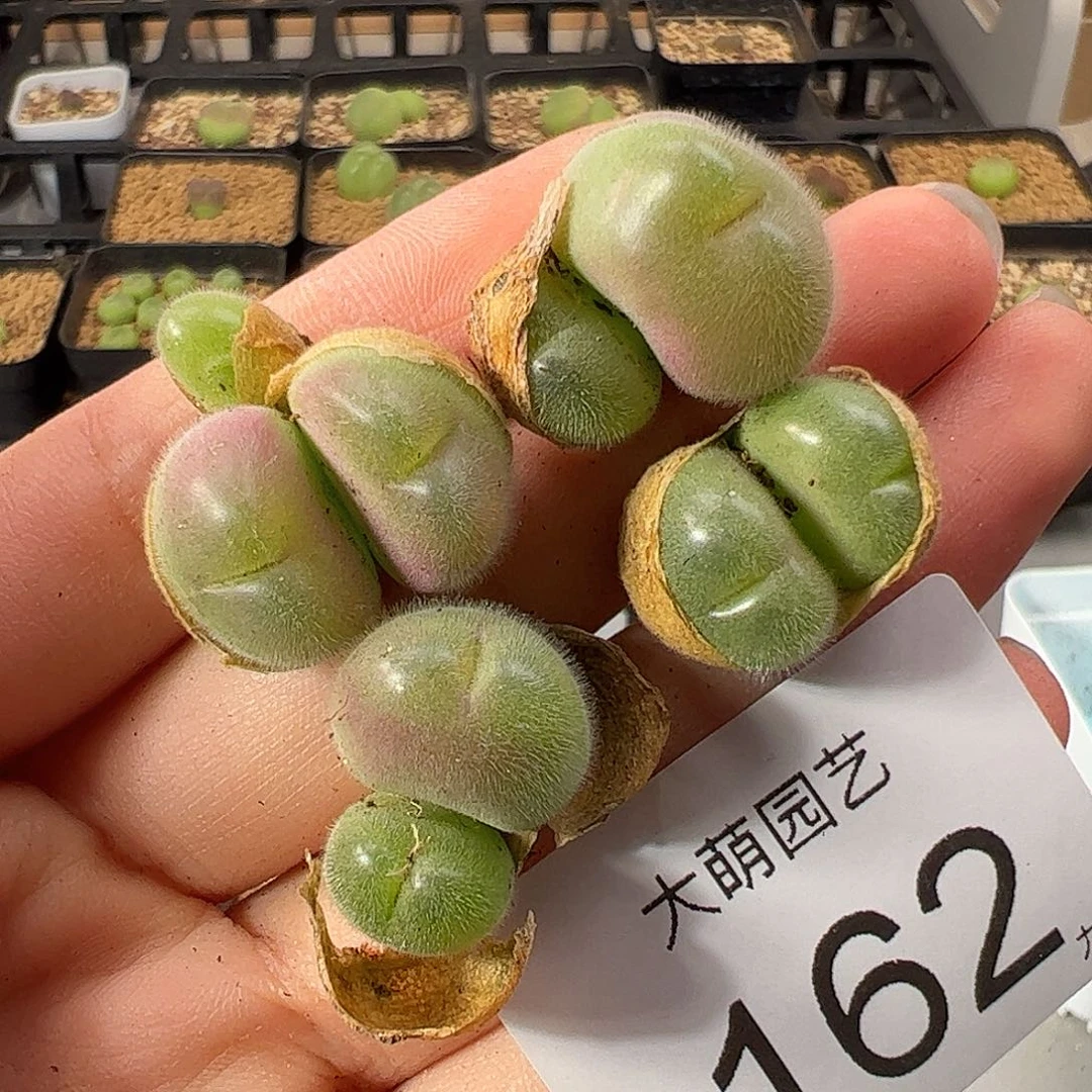 0000162 一物一拍