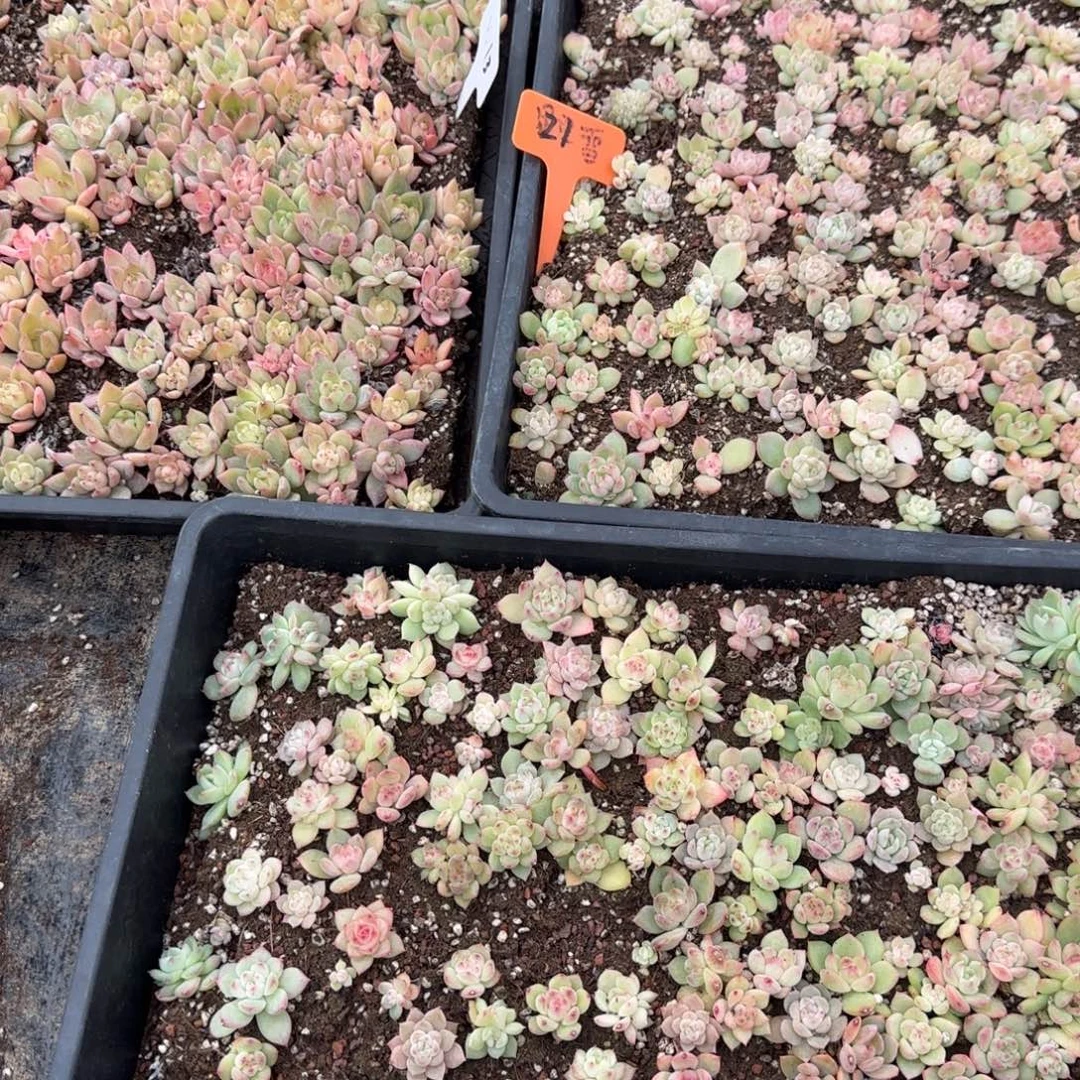 天***师三框珍妮混满25包邮