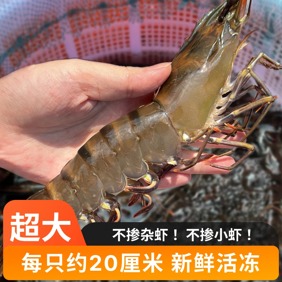 3斤超大【本地黑虎虾】每斤8-10条，3斤共25-30条 每只约20厘米