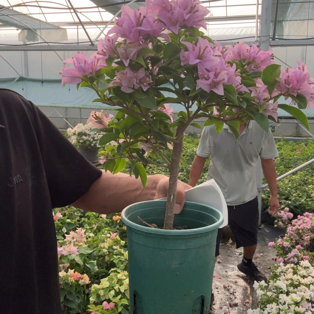 粉星星三角梅19.9