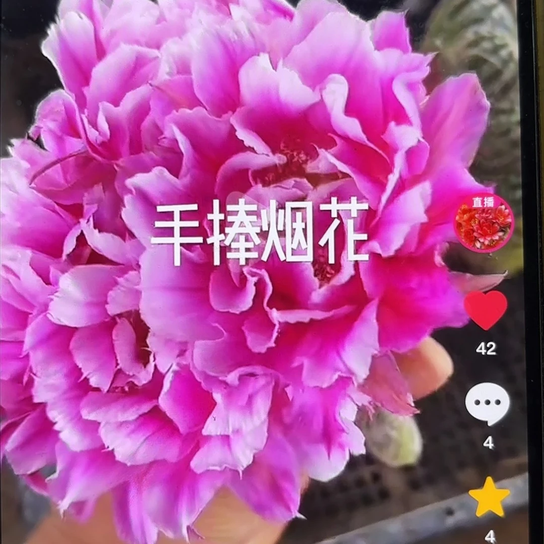 烟花彩侧牙20包邮