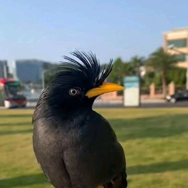 宠物林八文鸟下单前请阅读购买须知