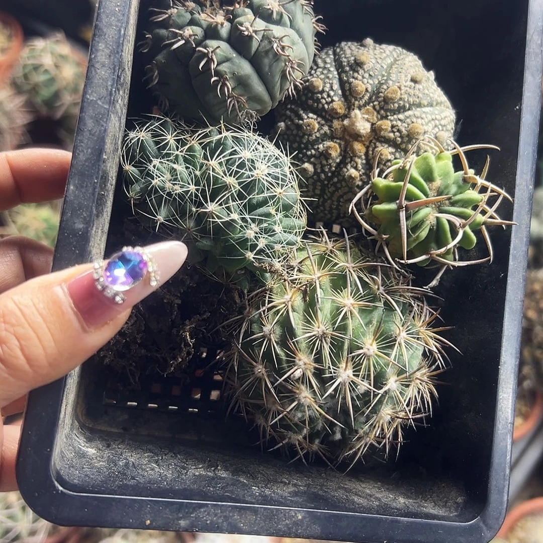 组合仙人球6666666