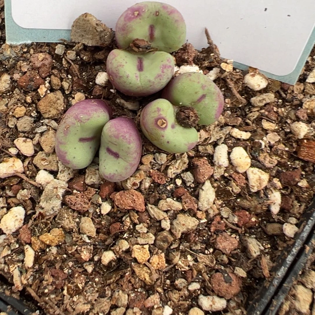 佛***怀13-16肉锥多肉植物，