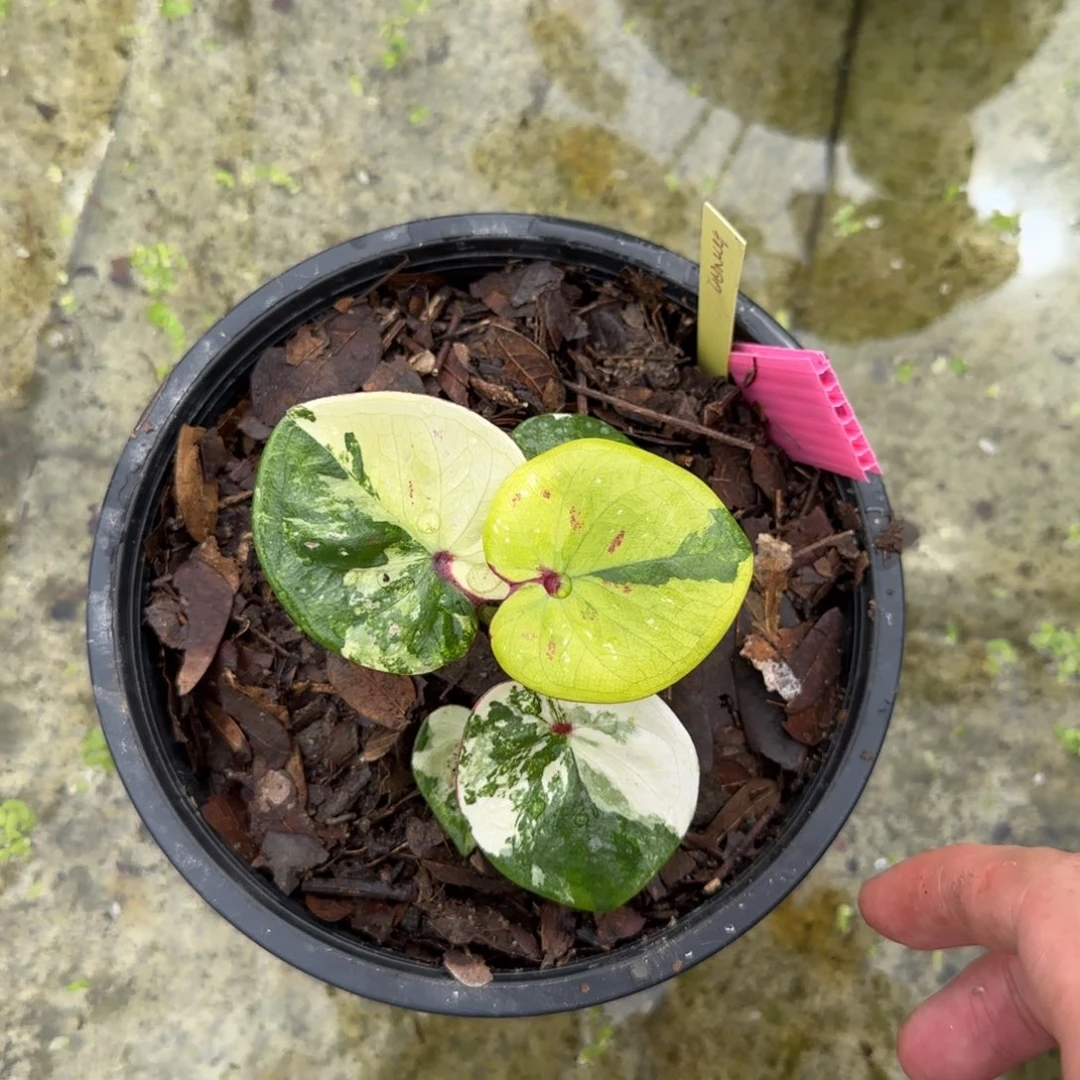 完全开放变异白lok