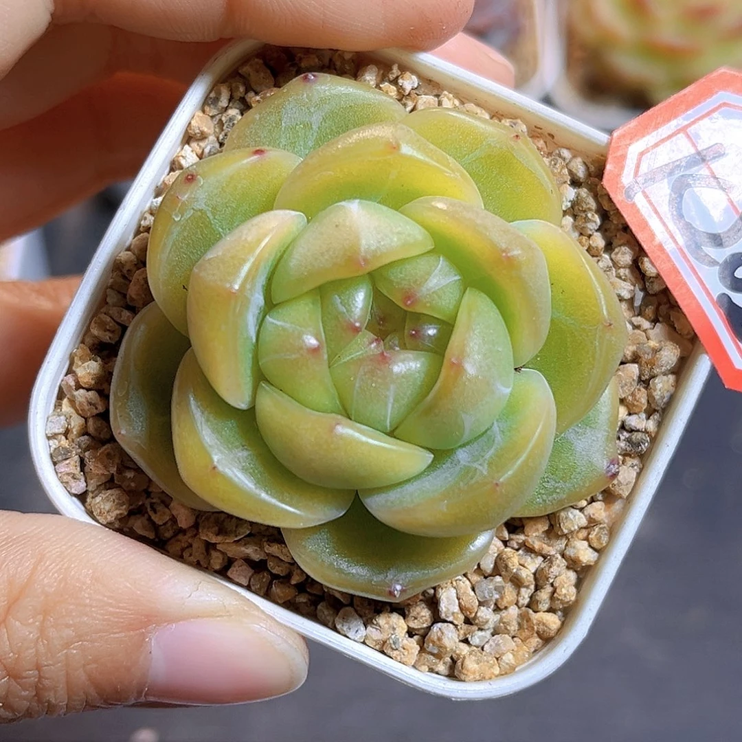 K202  胖体倾城 满18包邮