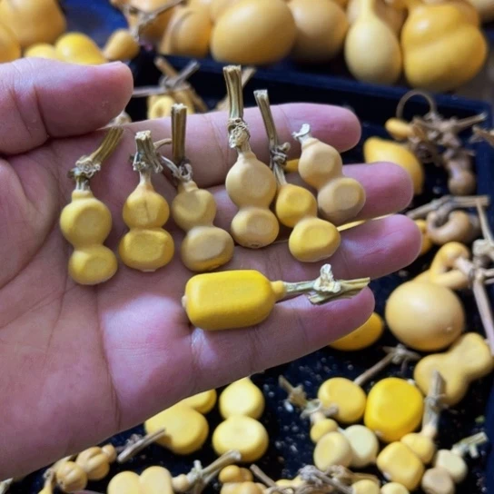 带***行夹扁很不错的    哈