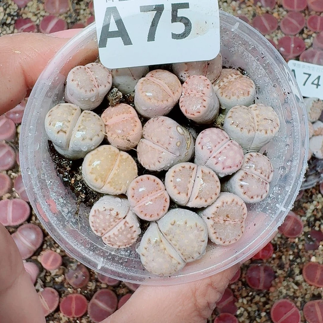 75多肉植物多肉植物